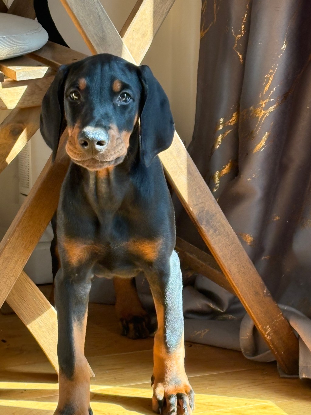 Doberman Puppies for Sale UK – KC Registered Champion&nbsp;Bloodlines