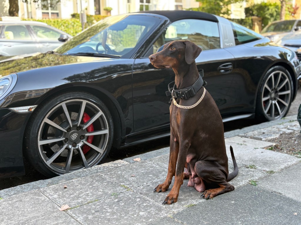 Top Things to Know Before Buying a Doberman in&nbsp;London