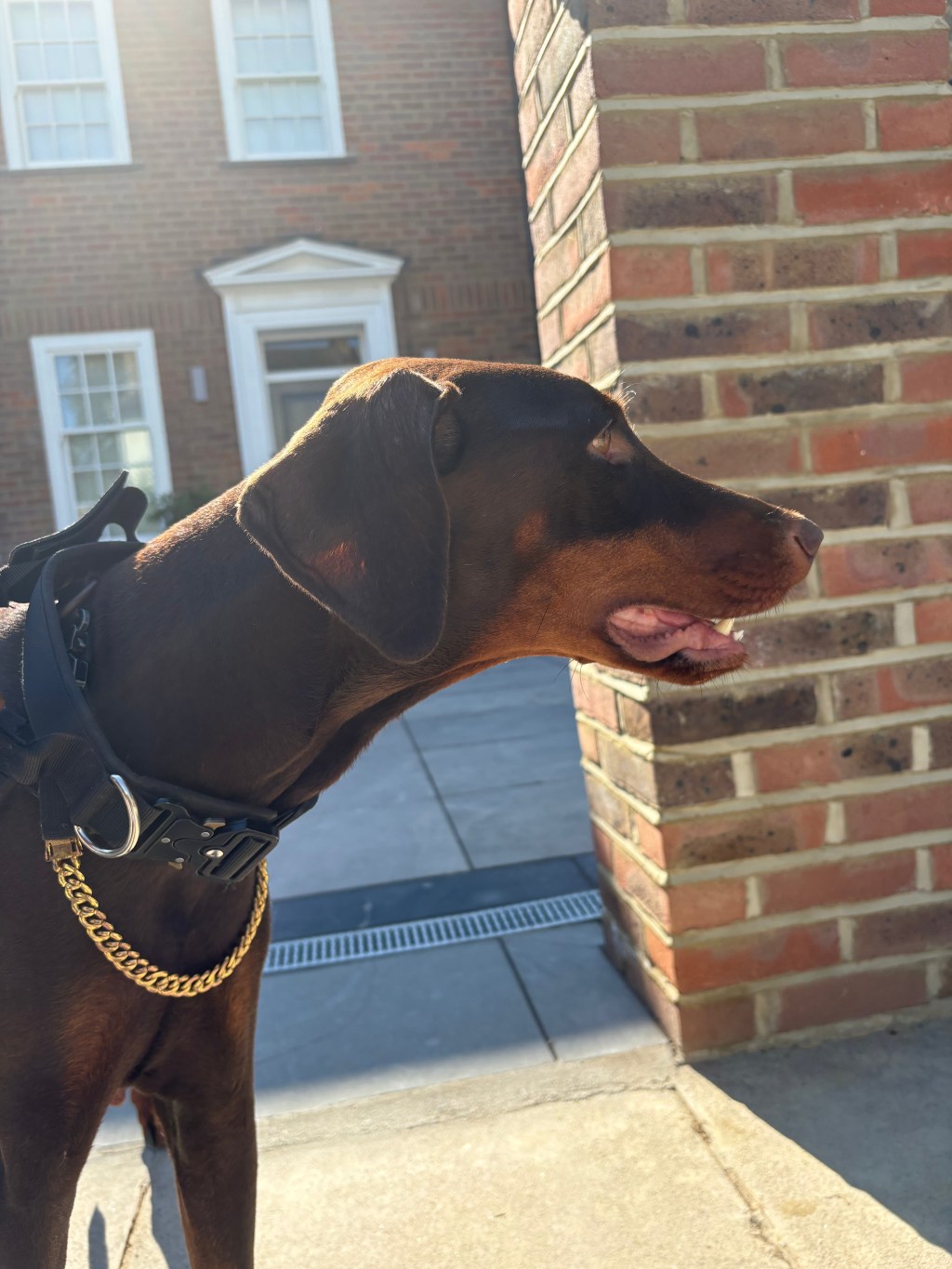 Is a Doberman a Good Family Dog? The Truth Behind the&nbsp;Breed