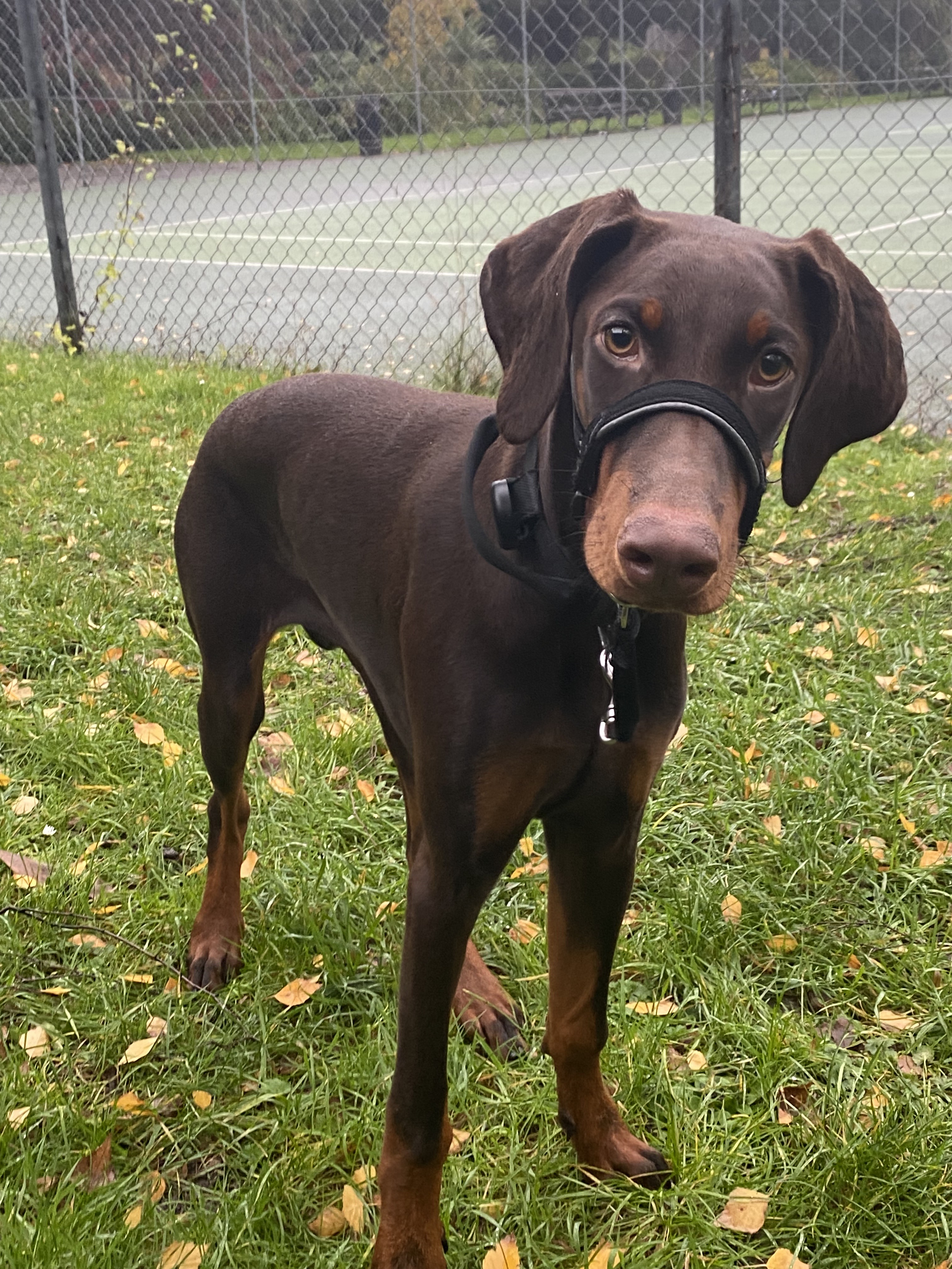 KC Registered Doberman
